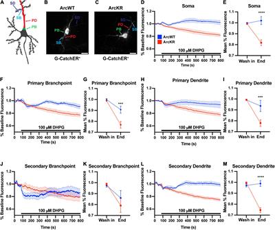 Arc ubiquitination regulates endoplasmic reticulum-mediated Ca2+ release and CaMKII signaling
